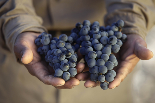 full-hand-grapes