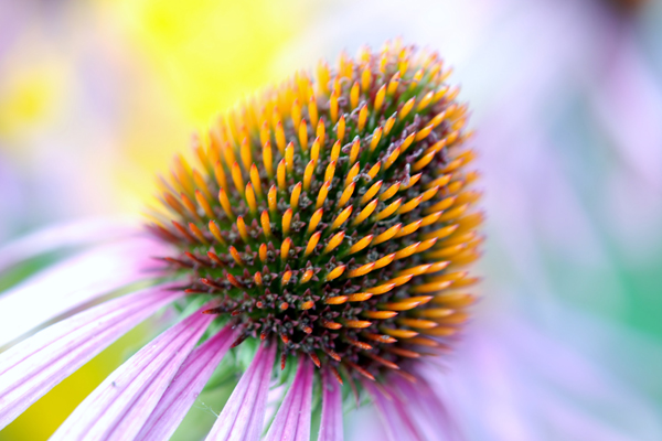 flower close up macro