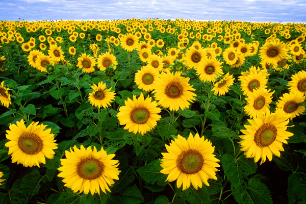 sunflower field landscape yellow