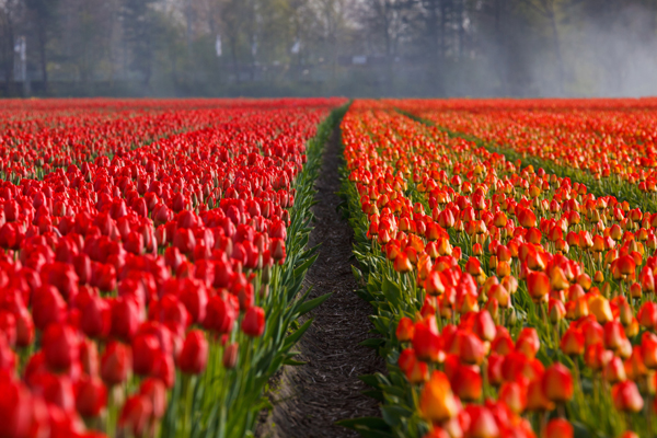tulips flowers red field
