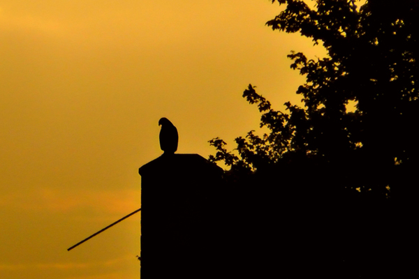 peaceful-Silhouette