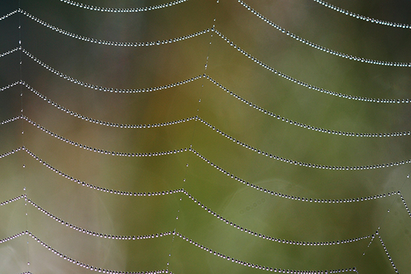 Patterns in Nature