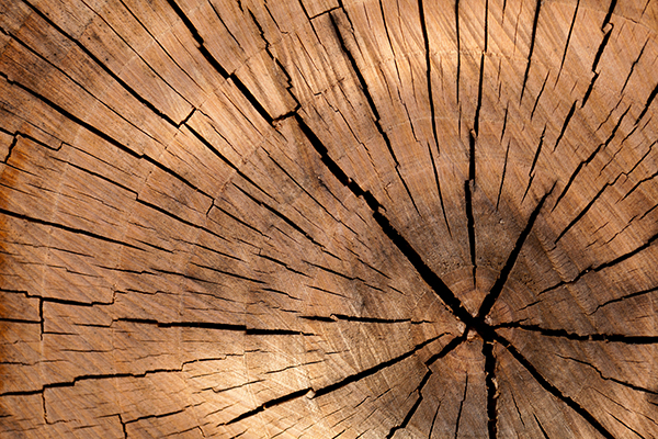 Patterns in Nature wood