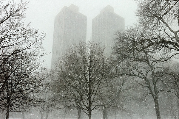 chicago-trees