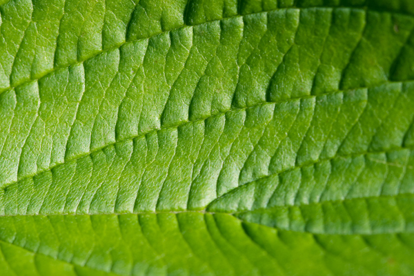 green-abstract