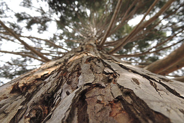tree-low view