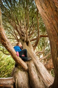 The 45 foot high Nootka Cypress evergreen in Wallington, Northumberland has been revealed as the best tree to climb in the country with Jessica Swales, aged 8, tackling its branches.