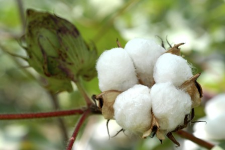 fairtrade uniform Cotton Boll