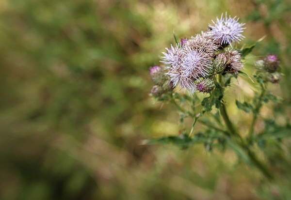 Rule of thirds 3