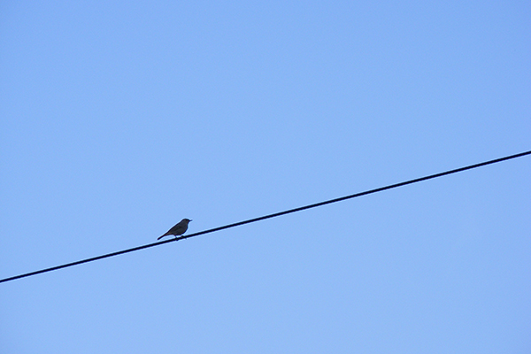 bird_Negative Space