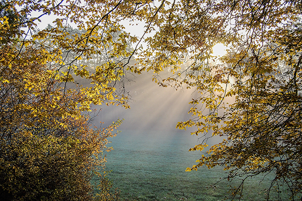 autumn-forest-143813