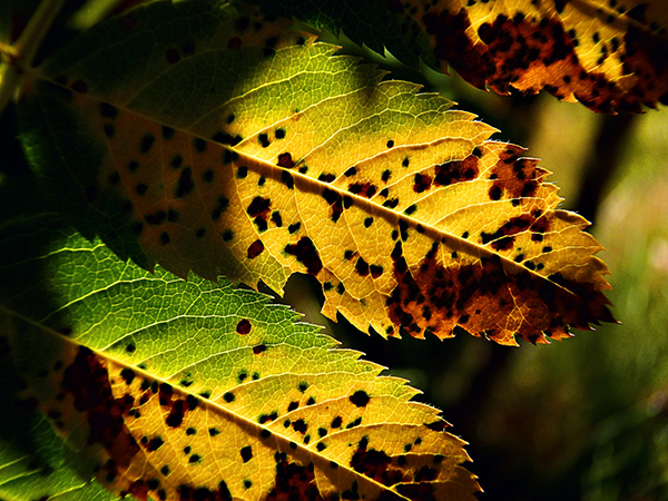 fall-56933