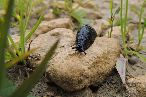 slug-140748