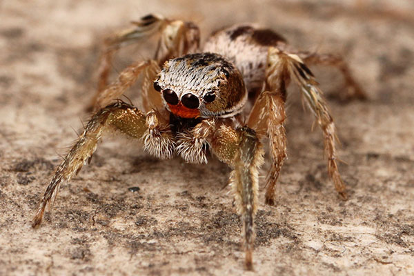 spider-114853