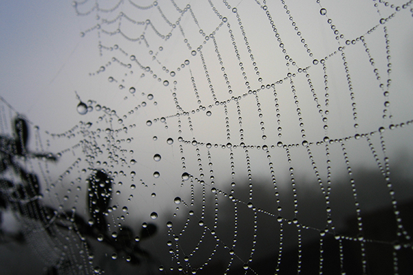 spider-19263