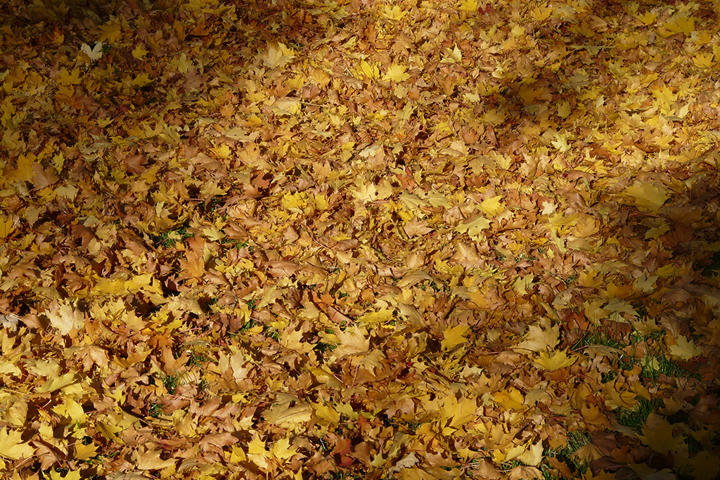 fall-foliage-62807