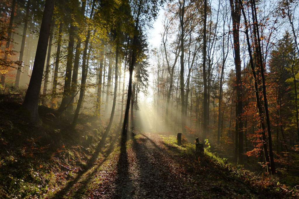 forest-68605