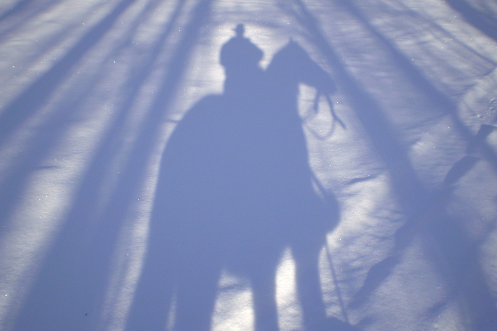 horse-20362