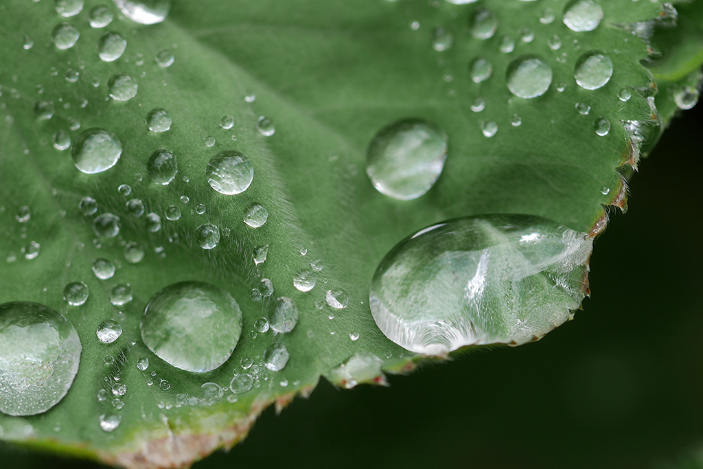 plants-346490