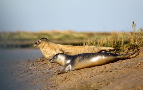 Great School Holiday Ideas From Visit Essex Wallasea Island  seals r