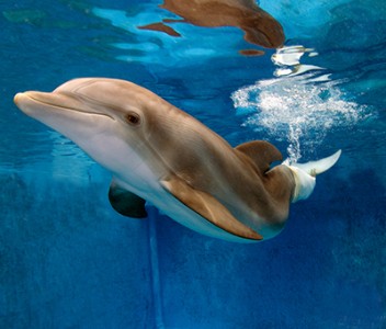 Winter dolphin