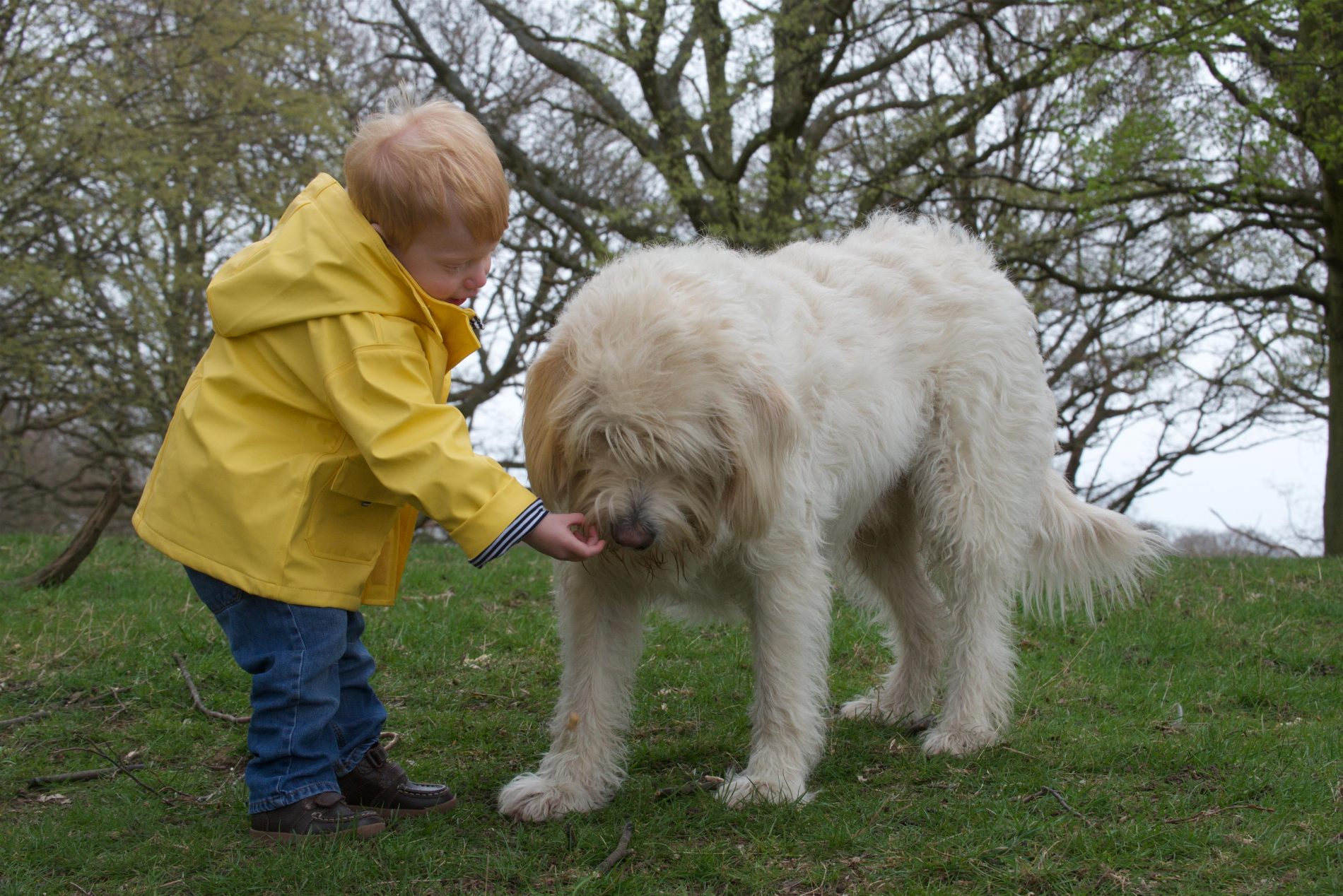 Be Dog Smart