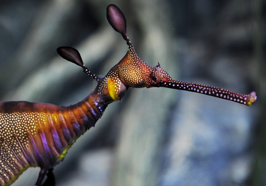 Sea Dragon sea life london London Mums magazine