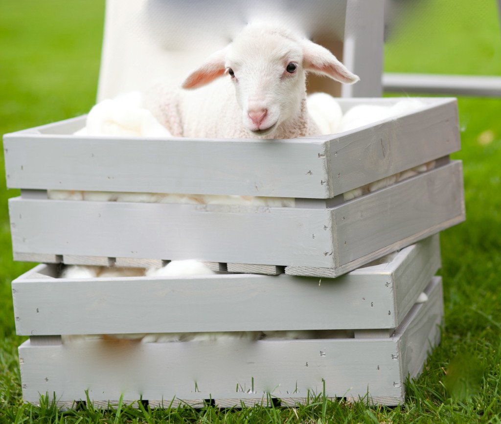 Spring Lamb