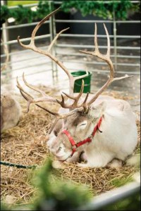 PC Reindeer 3