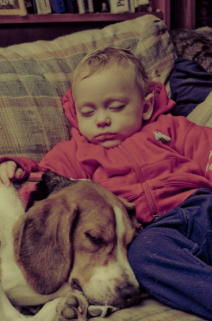 Dog and Baby 2