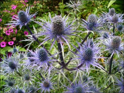 thistle plant cardi risotto recipe
