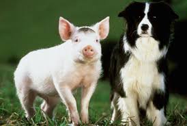babe movie animals