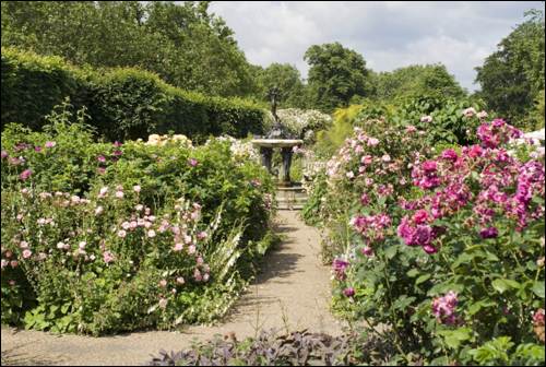 Rose garden 1