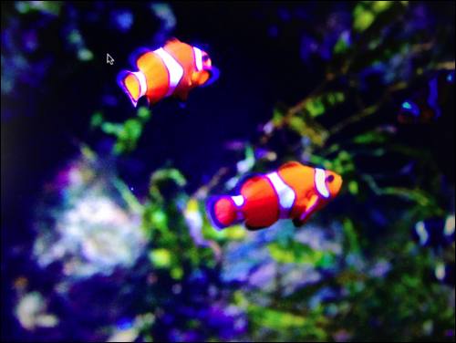 Real Nemo clown fish aquarium london