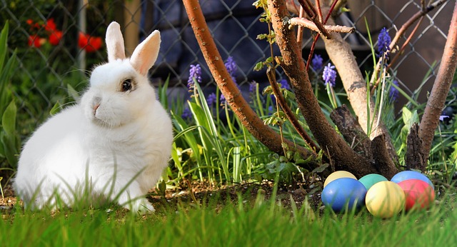 easter bunny
