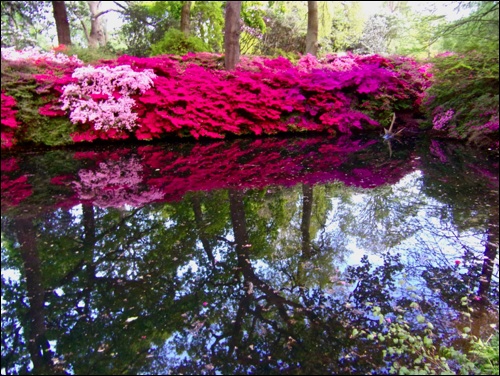 isabella plantation inside Richmond park isabella plantation Kodak Pixpro FZ201
