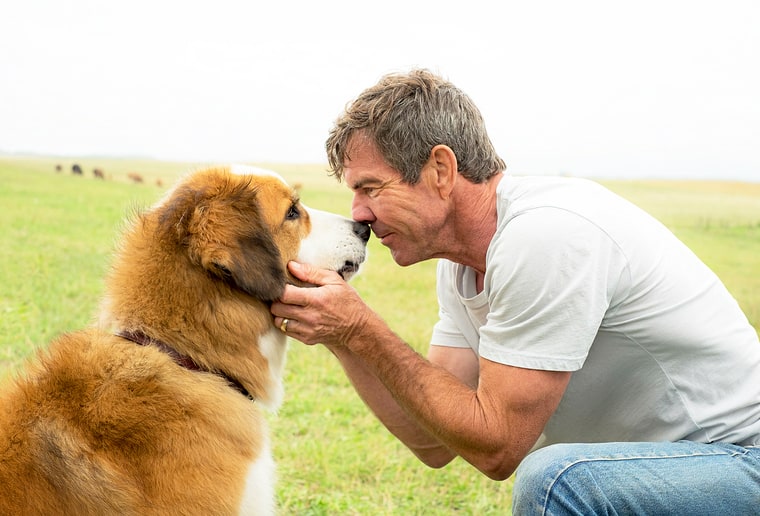 A Dog's Purpose 