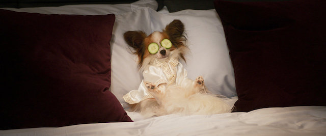 dog on the bed 