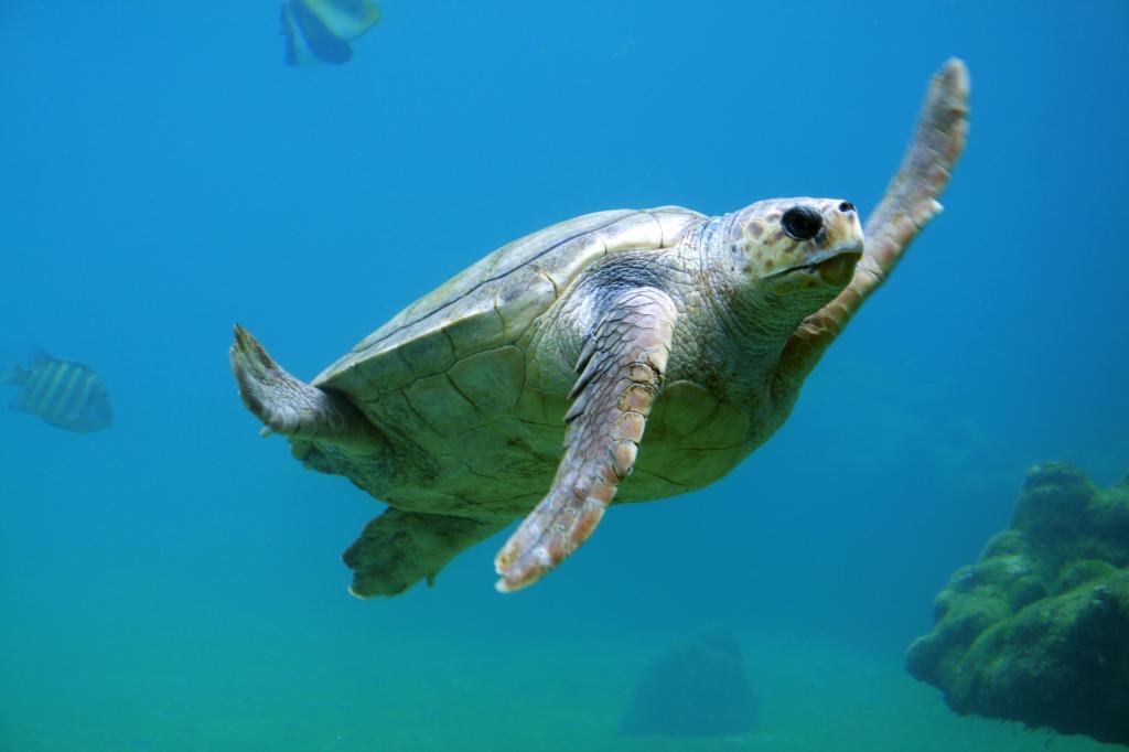 turtle Costa Rica
