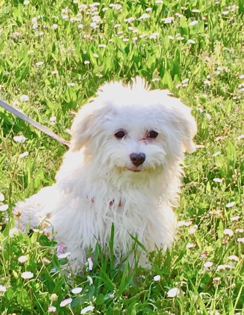 Maltese dog sitting on the grass in sunny weather posing 