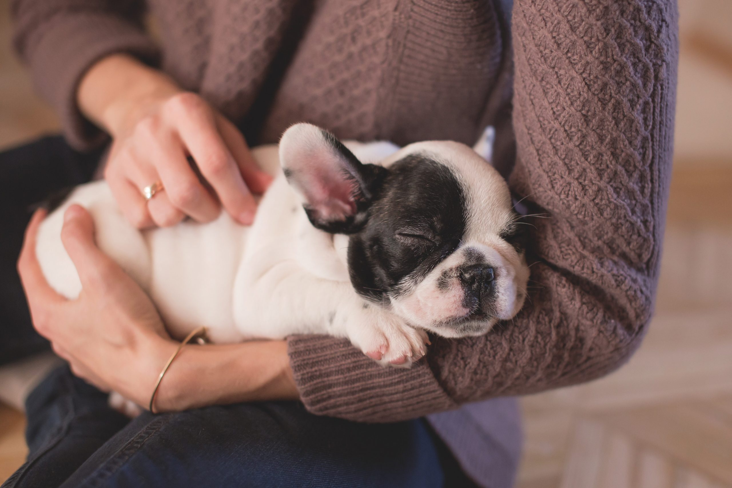 french bulldog
