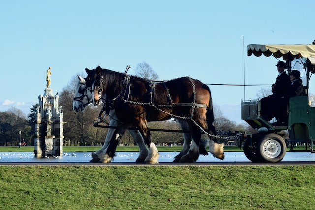 Half-term family activities Carriage rides at Bushy Park