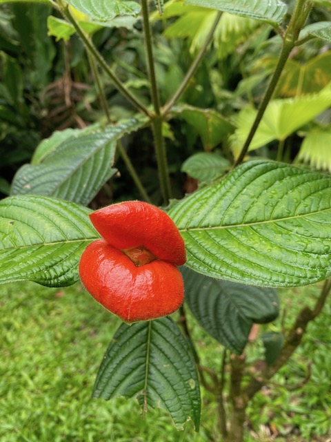 hot lips flower from Costa Rica
