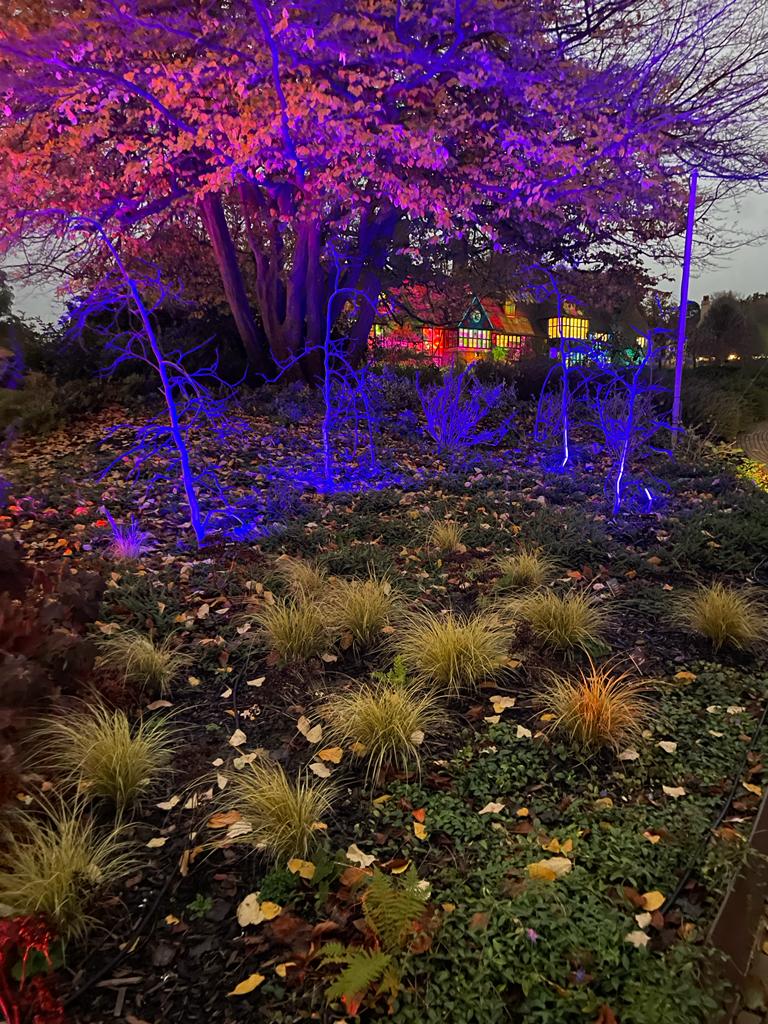 colourful fairy lights at the Christmas glow walk at RHS Garden Wisley 