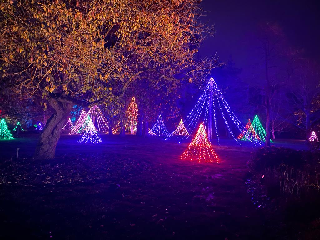 colourful fairy lights at the Christmas glow walk at RHS Garden Wisley 