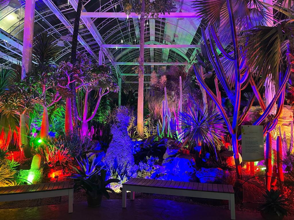 colourful lights at the Christmas glow walk at RHS Garden Wisley 