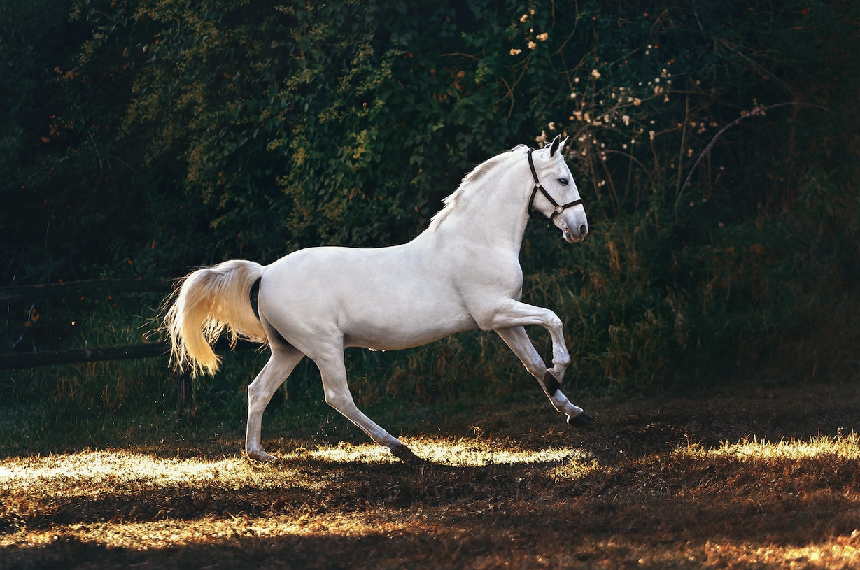 white horse running 