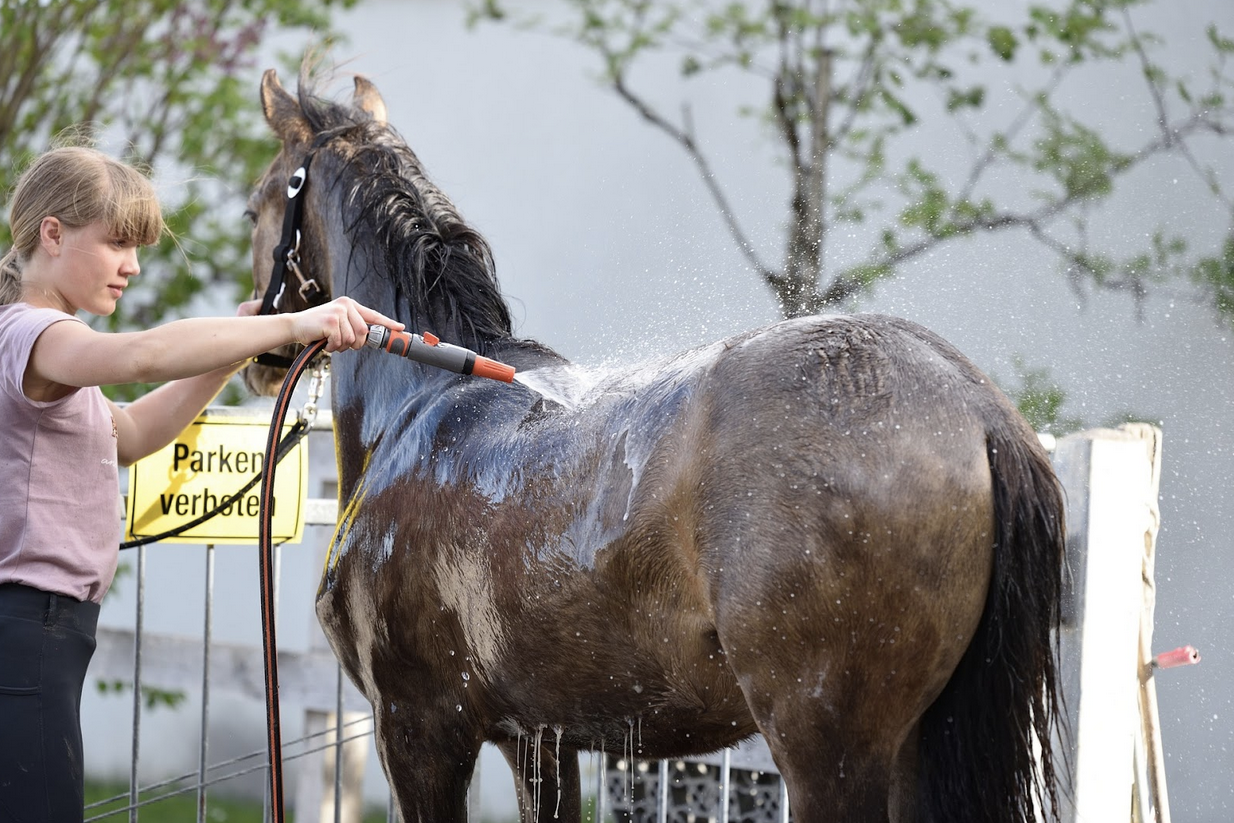 horse being brushed by a girl
