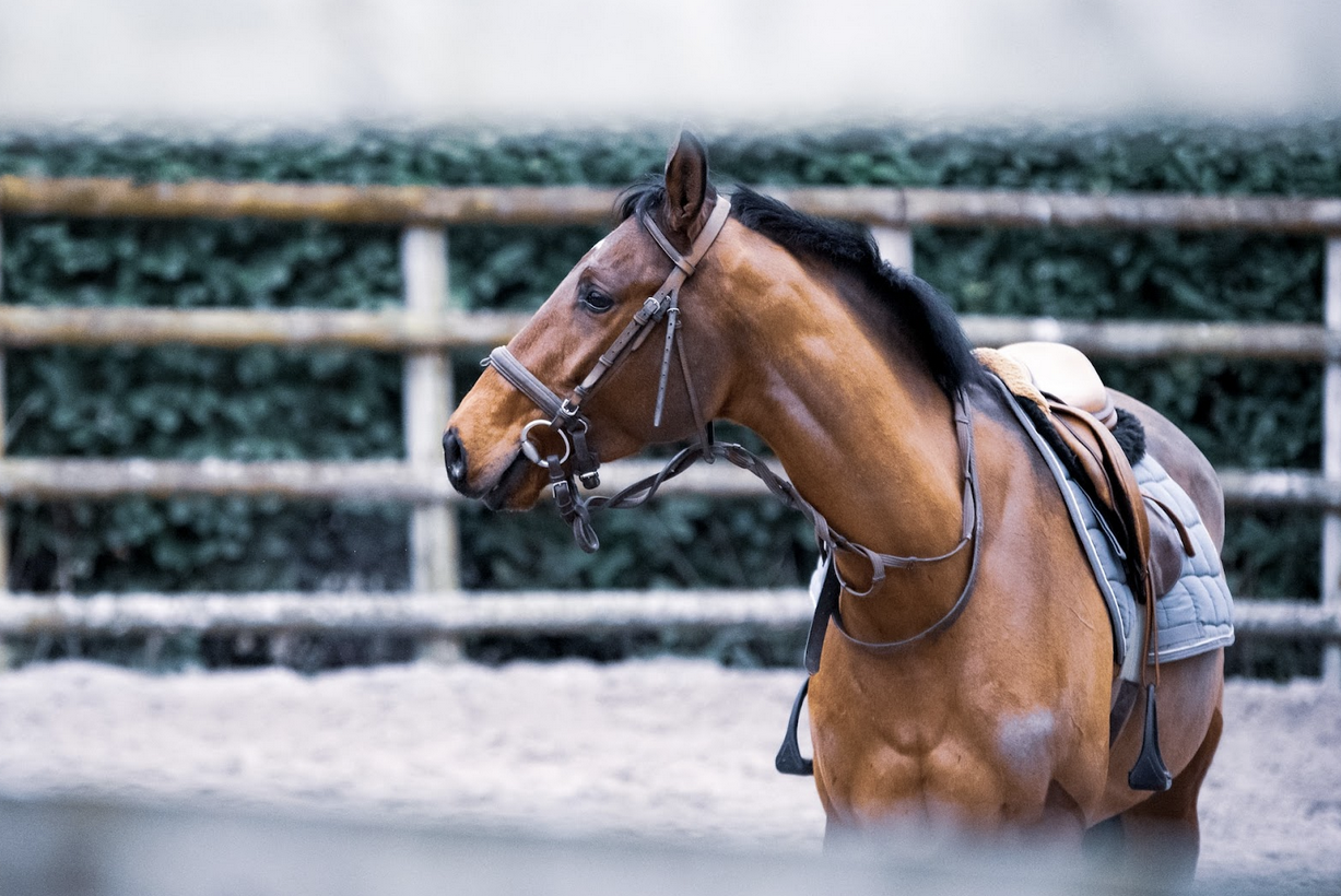 horse standing