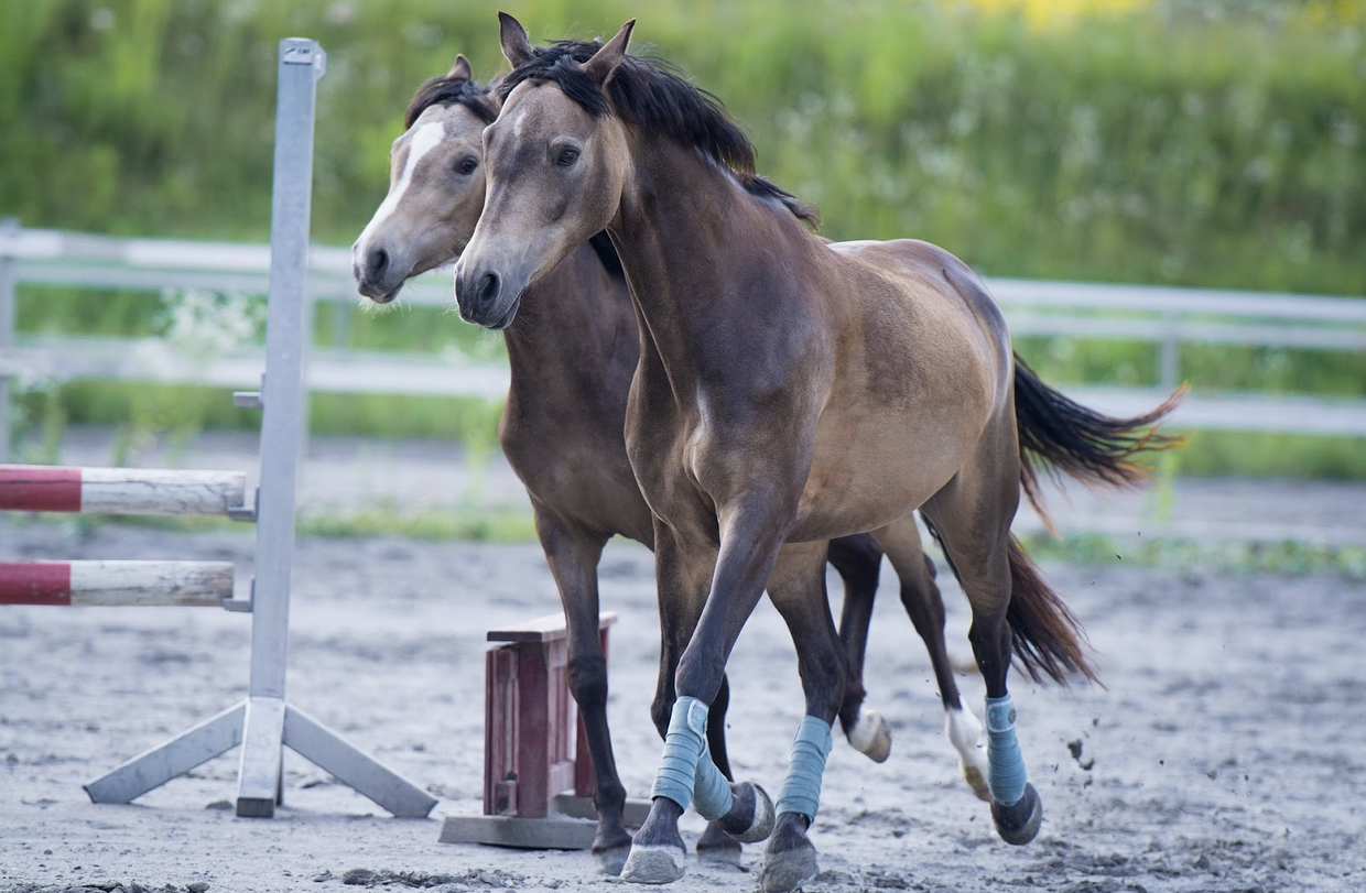 two young horses racing on a track